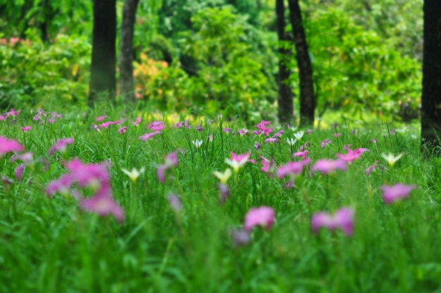 Field of pink-purple Zephyranthes Lily or Rain Lily flowers in garden