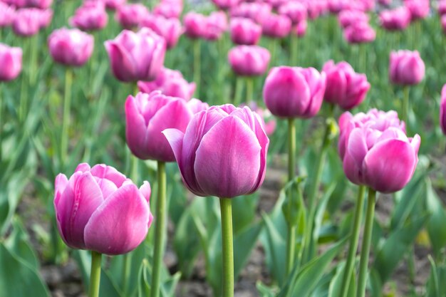 A field of pink tulips Spring Flower