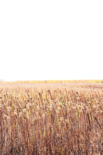 Field plants