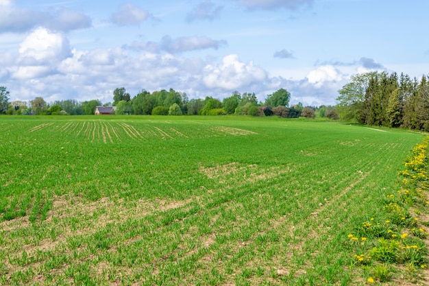 Field ploughed and seeded, level lines of green plant. Rural landscape with cultivated field