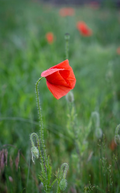 Field poppies after rain