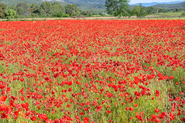 Field of poppies in the nature in France