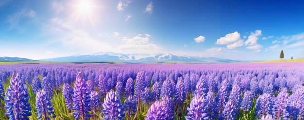 a field of purple flowers with mountains in the background