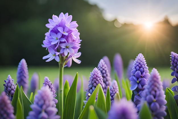 A field of purple hyacinths with the sun shining through the background.