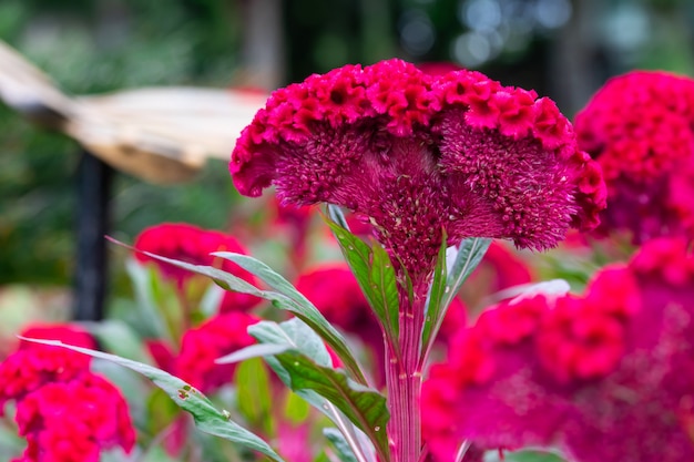 Field of red Cockscomb or Crested celosia in the park In the morning