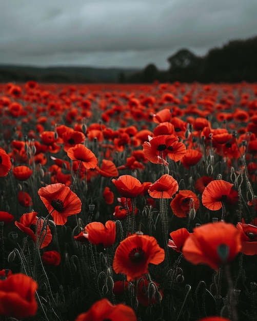 Photo a field of red flowers with a dark background