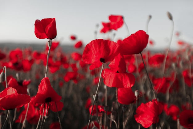 Field red poppies and the sky. Summer flower on sunset