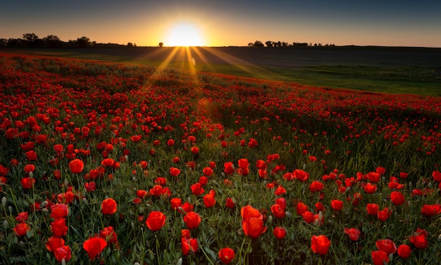 Field of red poppies