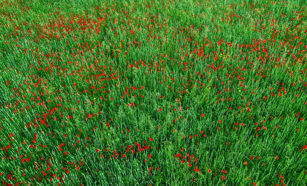 Field of red poppy flowers and green crops top view Abstract nature texture