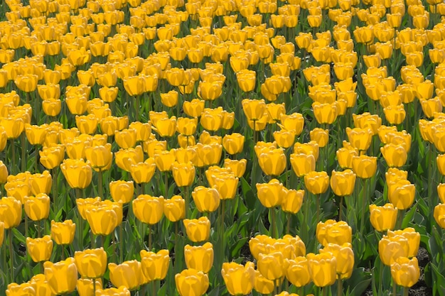 Field of red tulips