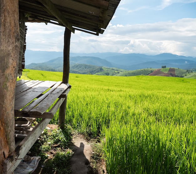 Field rice in Asia