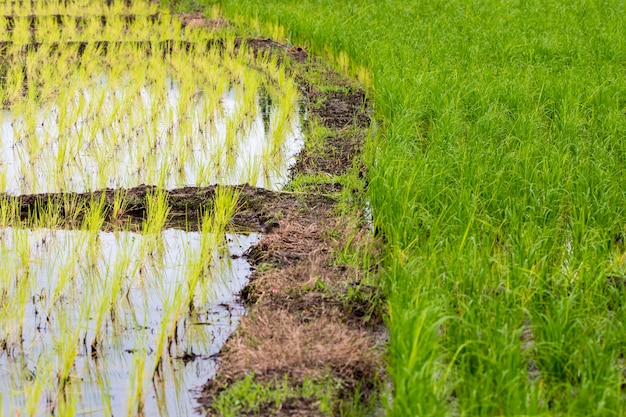 Field rice farm.