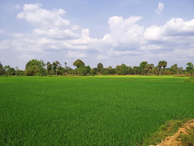 The field of rice Laos