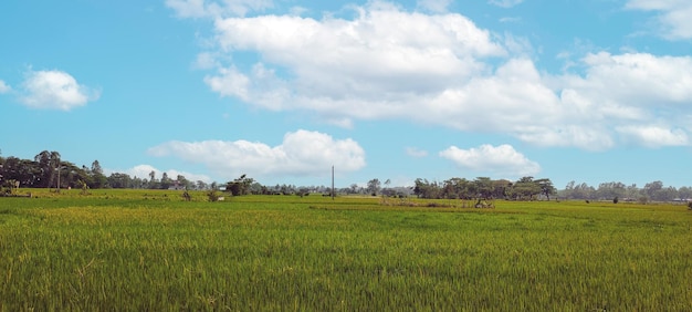 A field of rice with a blue sky and clouds