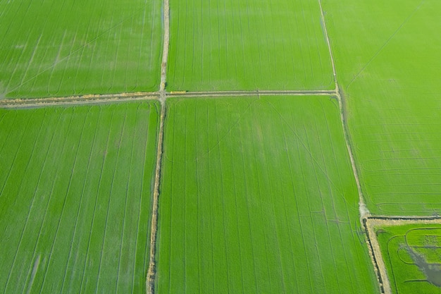 Field rice with landscape green pattern nature background