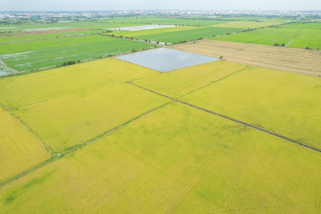 Field rice with landscape green pattern nature background