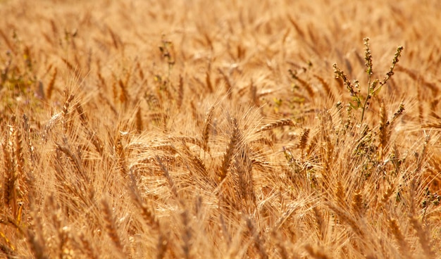 A field of ripe ears of golden wheat in the field