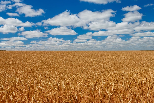 Field of ripe golden wheat