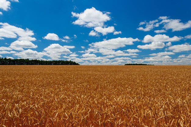 Field of ripe golden wheat