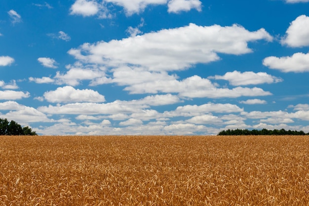 Field of ripe golden wheat