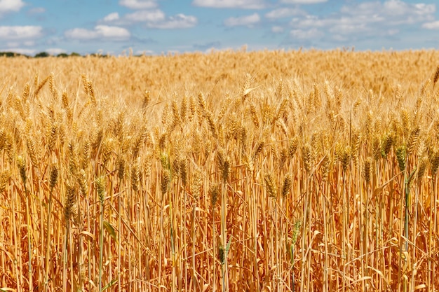 Field of ripe golden wheat