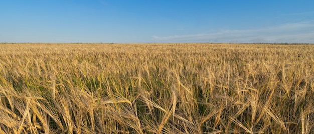 A field of ripe grain in the summer before the harvest. Blue sky background.