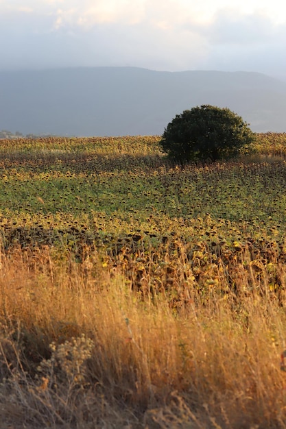 In the field ripe sunflower