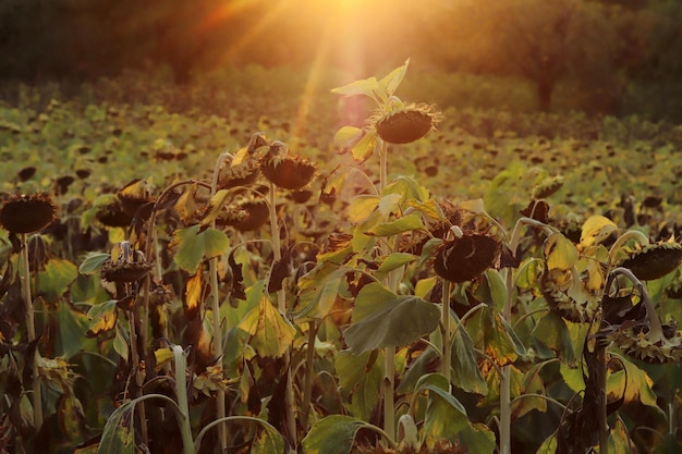 In the field ripe sunflower