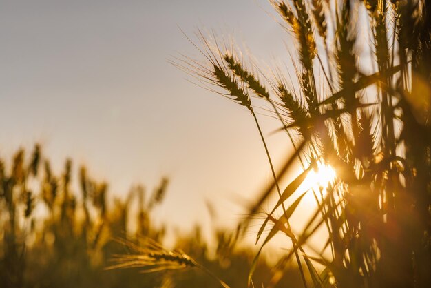 Photo field of ripe wheat against blue sky concept of growing cereal crops harvest season grain deal