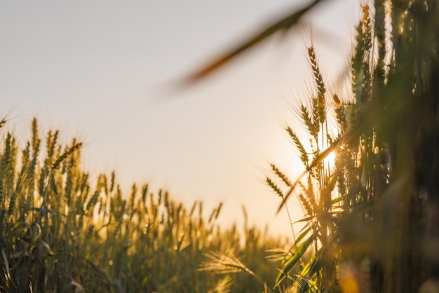 Photo field of ripe wheat against blue sky concept of growing cereal crops harvest season grain deal