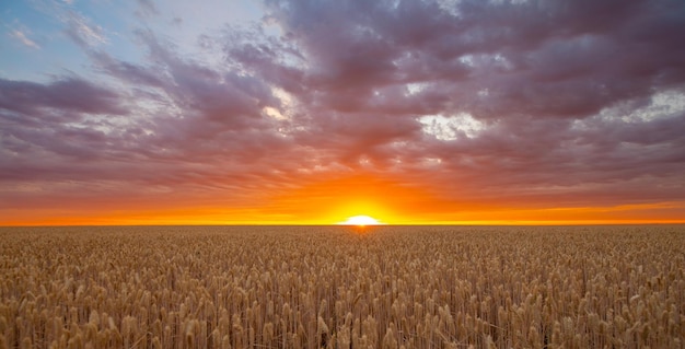 A field of ripe wheat on the background of a bright sunset