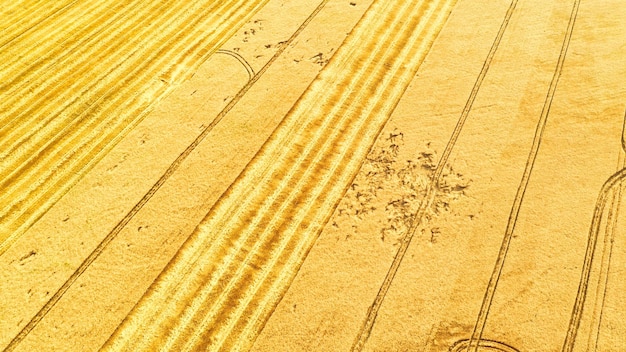 Field of ripe wheat Drone view Abstract natural background