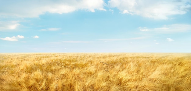 Field of ripe wheat under light blue sky with clouds Panorama landscape