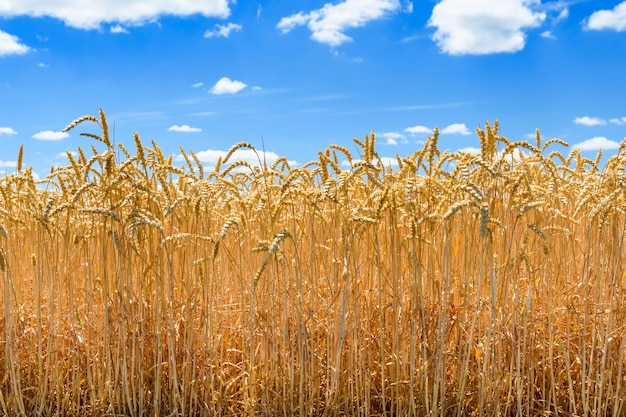 Field of the ripe yellow wheat under blue sky and clouds