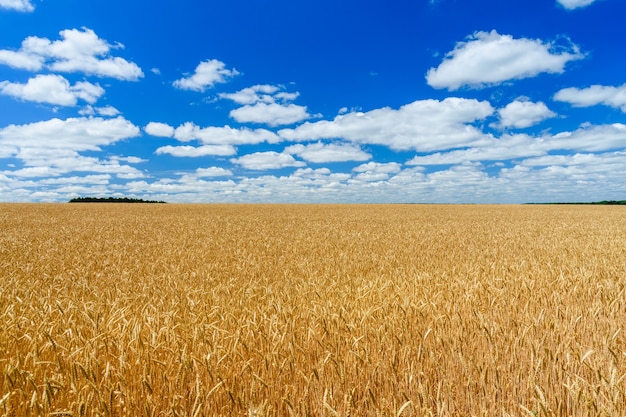 Field of the ripe yellow wheat under blue sky and clouds