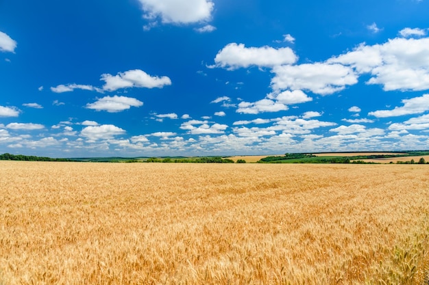 Field of the ripe yellow wheat under blue sky and clouds