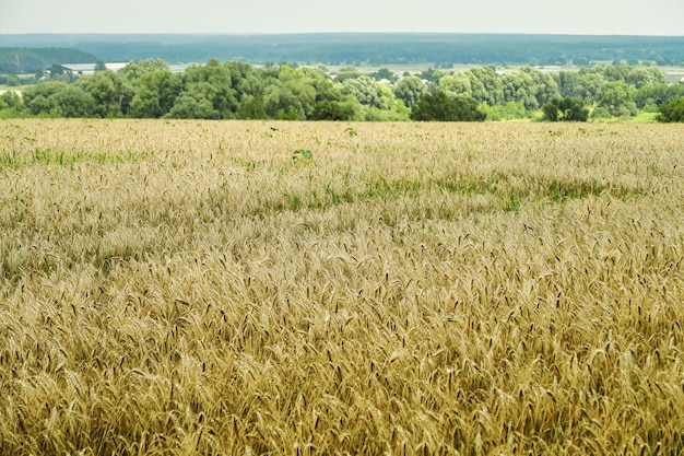 field of ripe yellow wheat. food crisis concept