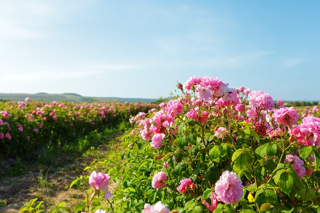 Field of roses