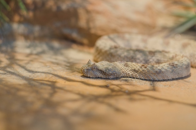 Field's Horned Viper , Pseudocerastes fieldi.