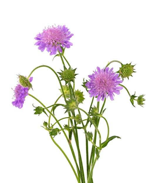 Field Scabious Flower isolated on white