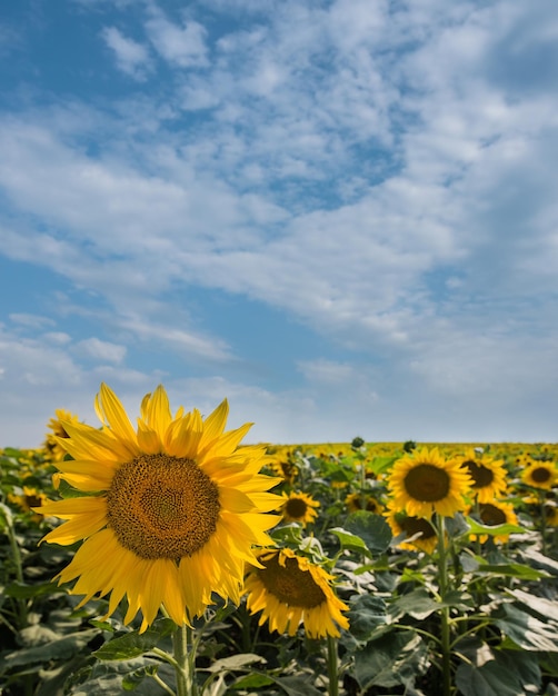 Field of small sunflowers in summer agriculture