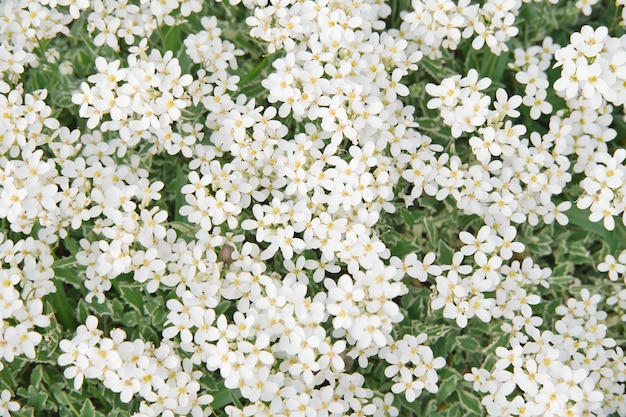 The field of small white flowers of sweet alyssum field Top view Natural spring season background