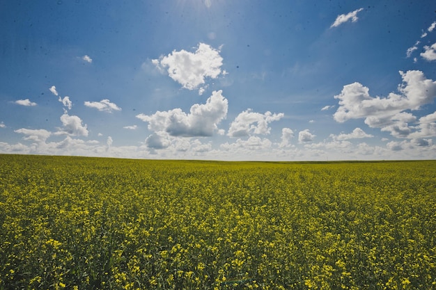 Field sown with rape on the horizon 1844