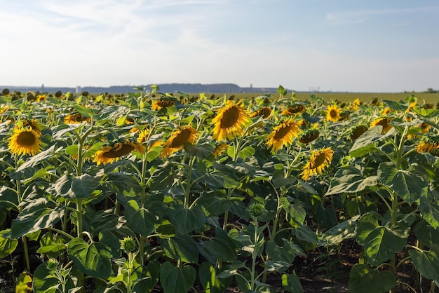 Field sown with sunflower landscape of Ukrainian summer noon