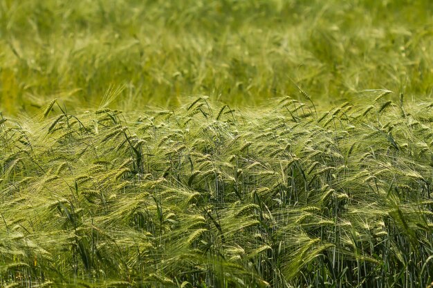 Field of spikelets of green rye summer background