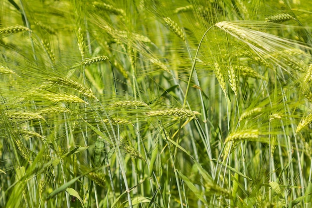 Field of spikelets of green rye summer background