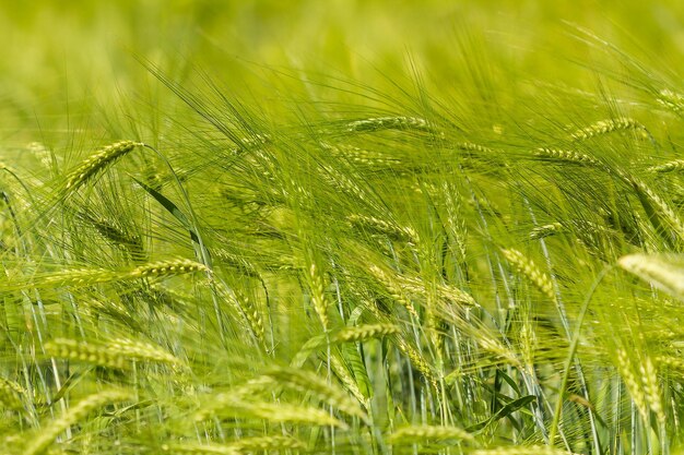 Field of spikelets of green rye summer background