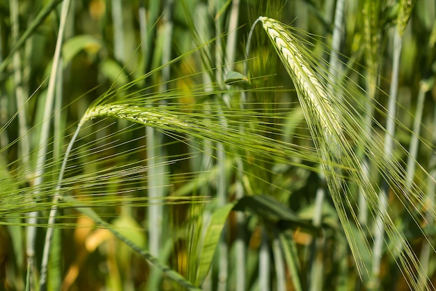 Field of spikelets of green rye summer background