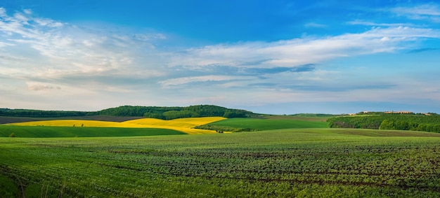 Photo a field of sprouts in the foreground rapeseed and green fields and the blue sky above