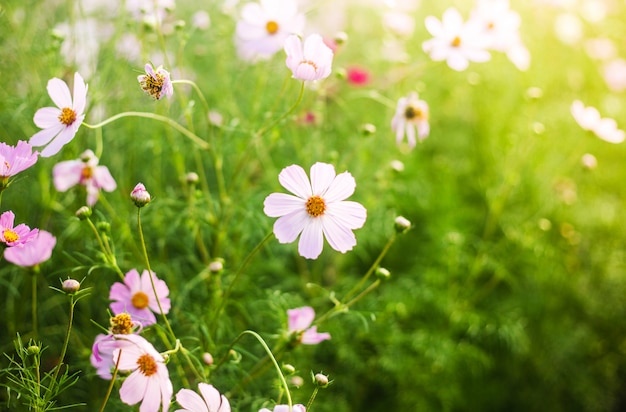 Field of summer pink and white flowers in the warm sunlight